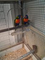 2 lori van de blauwe bergen, Meerdere dieren, Papegaai