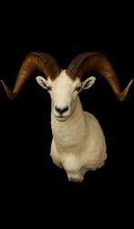 Dalls schaap opgezet taxidermie opgezette kop, Ophalen, Nieuw, Wild dier, Opgezet dier