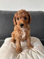 Mini Australian Labradoodle pup, CDV (hondenziekte), 8 tot 15 weken, Eén hond, Nederland