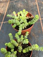 Crassula, Ophalen of Verzenden, Overige soorten, Minder dan 100 cm