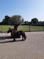 mini merries, Dieren en Toebehoren, Pony's, Merrie, A pony (tot 1.17m), 3 tot 6 jaar, Recreatiepony