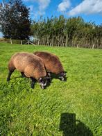 Blauwe Texelaar Ooilammeren, Dieren en Toebehoren, Schapen, Geiten en Varkens, Vrouwelijk, Schaap