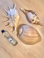 Reusachtig grote schelpen!! XXL, Ophalen of Verzenden, Zo goed als nieuw