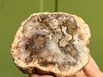 Versteend hout schijf plak dubbel gepolijst mineralen, Ophalen of Verzenden, Mineraal
