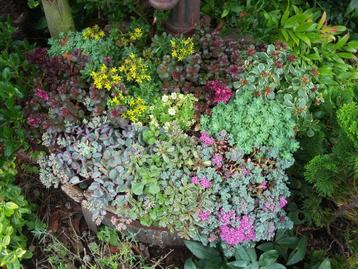 sedum voor balkon of tuin 1,5 literpot €3,= 2 voor €5,= beschikbaar voor biedingen