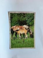 kaart paard veulen dier, Ophalen, 1980 tot heden, Ongelopen, Paard