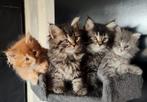 Maine Coon kitten(s)., Dieren en Toebehoren, Katten en Kittens | Raskatten | Langhaar, Meerdere dieren, Ontwormd