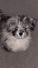 Blue merle PomeriaanxBoomer, Dieren en Toebehoren, Parvo, 15 weken tot 1 jaar, Eén hond, Nederland