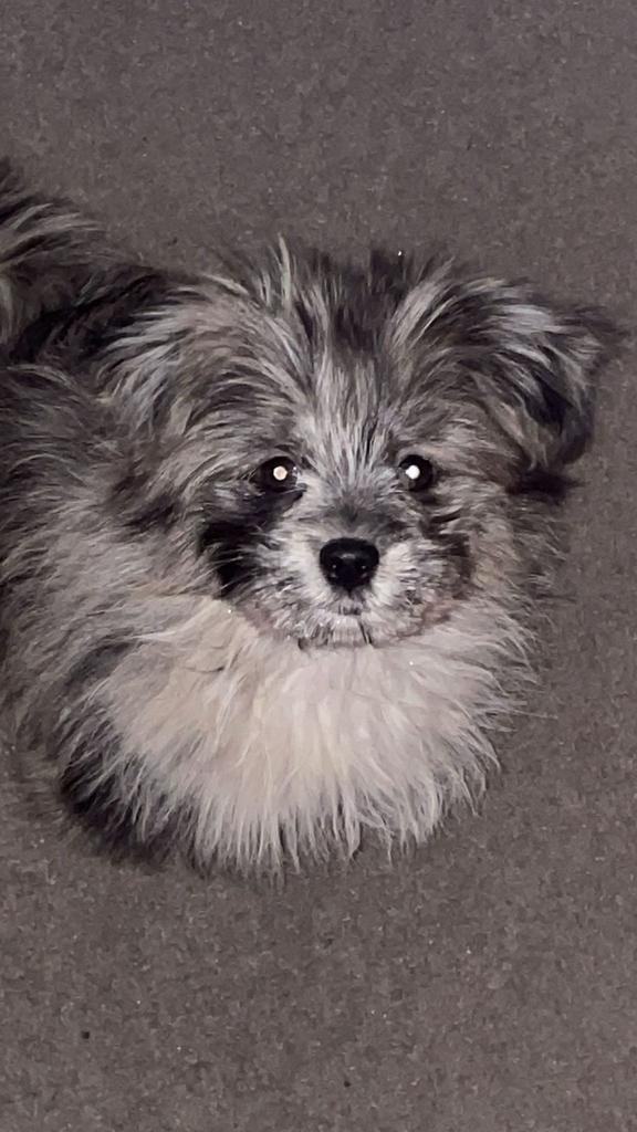 Blue merle PomeriaanxBoomer, Dieren en Toebehoren, Honden | Poolhonden, Keeshonden en Oertypen, Reu, Overige rassen, Particulier