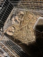 Baby konijtjes, Geslacht onbekend, November, Overige typen, Tam