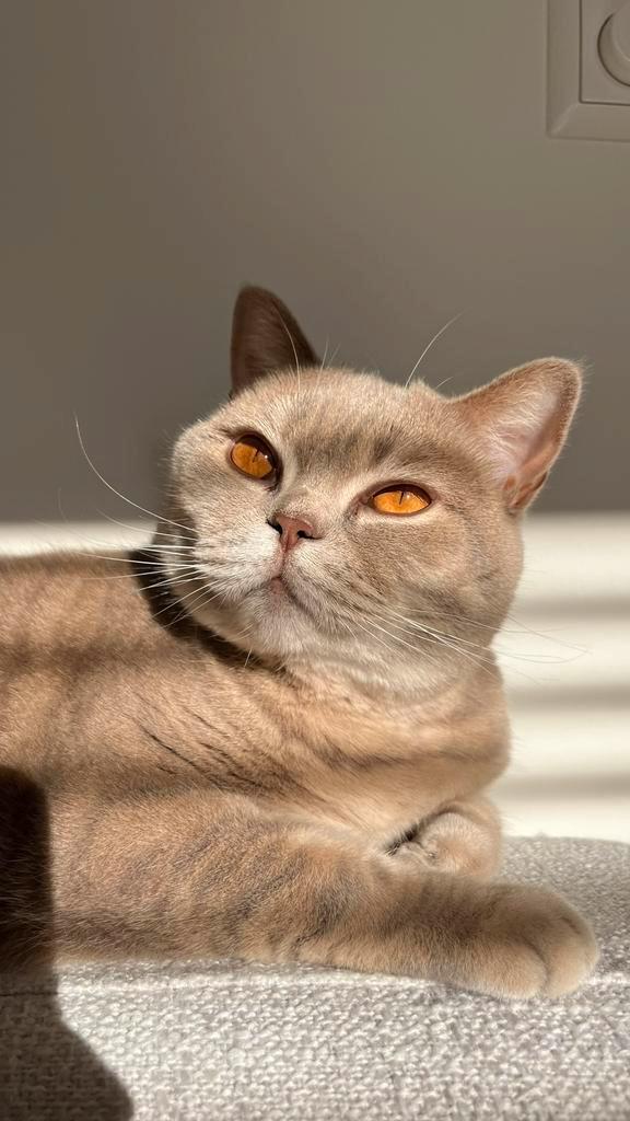 Britse Korthaar Furby (3 jaar) zoekt liefdevol nieuw thuis, Dieren en Toebehoren, Katten en Kittens | Raskatten | Korthaar, Poes