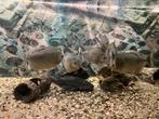 8 mooie piranha’s en een mooie pleco van + 30 cm, Dieren en Toebehoren, Vissen | Aquariumvissen, Zoetwatervis, Vis