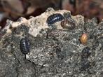 Armadillidium vulgare St Lucia - 10 stuks voor € 10,00, Overige soorten