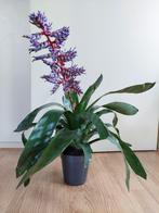 Aechmea ‘Blue Rain’ - Bromelia / Kokerbromelia H: 54 cm., Ophalen, Overige soorten, Halfschaduw, Minder dan 100 cm