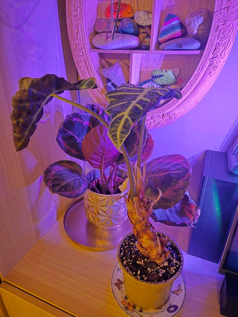 Alocasia Amazonica Polly corms, Huis en Inrichting, Kamerplanten, Ophalen of Verzenden, Halfschaduw, Minder dan 100 cm