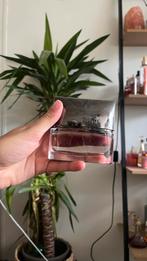 Calvin Klein Reveal parfum, Ophalen of Verzenden, Nieuw