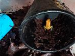 Phyllobates bicolor, Dieren en Toebehoren, 0 tot 2 jaar