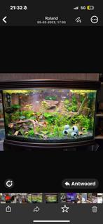 Trofis aquarium, Vis