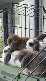 Lieve jonge konijntjes te koop geboren op 12 09 2025 (10w), Dieren en Toebehoren, Konijnen, Meerdere dieren