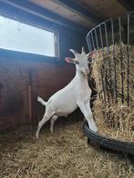 Witte bok dekbok te koop, Dieren en Toebehoren, Schapen, Geiten en Varkens, Mannelijk, Geit
