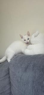 Ik heb deze schattige kat, Verzamelen, Ophalen of Verzenden, Nederland