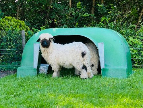Veno schuilhok / iglo voor schapen met doorkruiphek., Dieren en Toebehoren, Overige Dieren-accessoires, Gebruikt, Ophalen