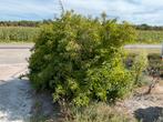 grote forsythia ruilen tegen 1 doos (12 pak) melk GRATIS, Tuin en Terras, Ophalen, Struik