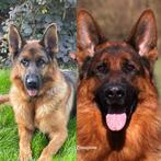 Duitse herderpups verwacht met stamboom., Dieren en Toebehoren, Honden | Herdershonden en Veedrijvers, 8 tot 15 weken, CDV (hondenziekte)