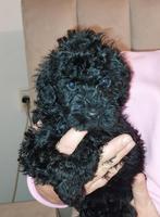 Cockapoo pups, Poedel, Rabiës (hondsdolheid), 8 tot 15 weken, Meerdere