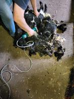 te koop schapenwol  van 5 schapen, Dieren en Toebehoren, Ophalen of Verzenden