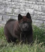 CHOW CHOW PUPS UIT GETESTE OUDERS, Dieren en Toebehoren, CDV (hondenziekte), 8 tot 15 weken, Eén hond, Nederland
