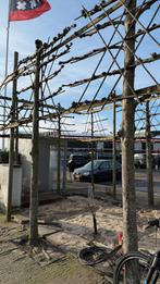 leilinden bomen 7stuks ., Tuin en Terras, Planten | Bomen, Ophalen of Verzenden, Volle zon, Overige soorten