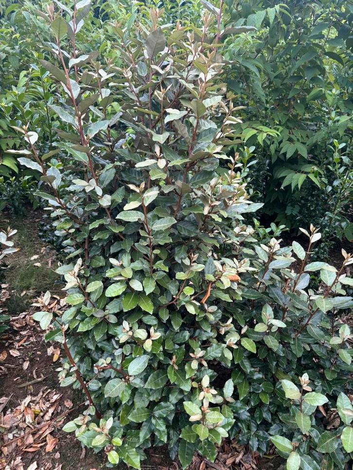 Olijfwilg eleagnus ebbingei compacta mooi vol! 175/200 cm, Tuin en Terras, Planten | Struiken en Hagen, Laurier, 100 tot 250 cm