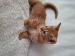 Kittens 7wkn oud, Kater, Ontwormd, 0 tot 2 jaar