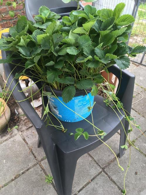 Volle bak grote aardbeiplanten, inclusief nieuwe stekken, Tuin en Terras, Planten | Tuinplanten, Vaste plant, Fruitplanten, Volle zon