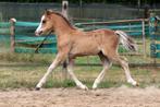 Welsh A jaarlingen & veulens, Dieren en Toebehoren, Pony's, Gechipt, 0 tot 2 jaar, A pony (tot 1.17m), Onbeleerd