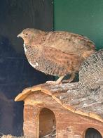 Japanse kwartel hennetjes, Vrouwelijk, Tropenvogel, Tam
