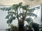Monsterlijk Grote Monstera, Ophalen, Overige soorten, In pot, 150 tot 200 cm