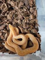 Boaedon capensis Afrikaanse huisslang, Dieren en Toebehoren, Reptielen en Amfibieën, Slang, 0 tot 2 jaar