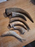 Hoorns, Ophalen of Verzenden, Zo goed als nieuw, Paard, Beeldje of Figuurtje