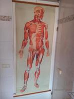 Anatomische wandplaat spierstelsel.  70's, Antiek en Kunst, Ophalen of Verzenden, Aardrijkskunde