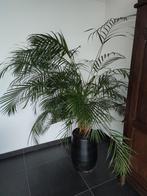 Grote palm, Huis en Inrichting, Kamerplanten, Ophalen, Palm, Halfschaduw, 150 tot 200 cm