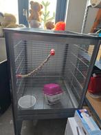 Rattenkooi, Dieren en Toebehoren, Knaagdieren, Januari, Geslacht onbekend, Rat