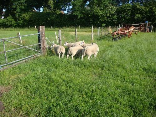 Aankomende mooie  jonge texelse dekrammen, Dieren en Toebehoren, Schapen, Geiten en Varkens, Schaap, Mannelijk, 0 tot 2 jaar