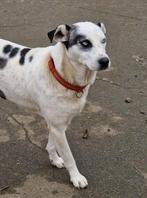 Mooie meisje met blauwe ogen zoekt huis., Dieren en Toebehoren, Rabiës (hondsdolheid), 1 tot 2 jaar, Teef, Eén hond