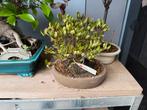 Bonsai azalea satsuki hinomaru, Ophalen, Bloeit niet, Overige soorten, Minder dan 100 cm