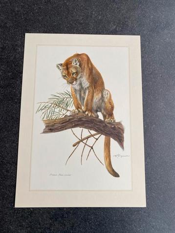 10 prenten zoogdieren 19x27 cm samen 20 euro oa wolf beschikbaar voor biedingen