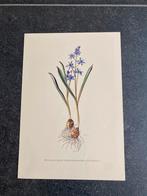 10 prenten planten/kruiden 16,5x24 samen 20 euro oa hyacinth, Ophalen of Verzenden, Natuur en Biologie