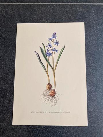 10 prenten planten/kruiden 16,5x24 samen 20 euro oa hyacinth beschikbaar voor biedingen