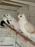 Te koop duiven duitse meuwtjes, Dieren en Toebehoren, Vogels | Duiven, Meerdere dieren, Overige soorten